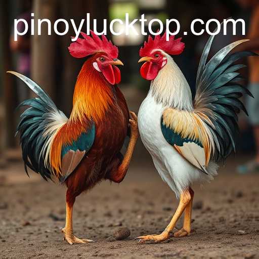 Cockfighting